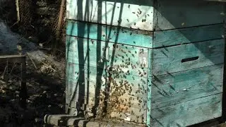 Пчеловодство Итоги сезона 2023