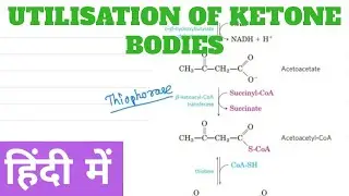 Utilization of Ketone Body in Hindi