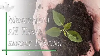 Petani wajib tau cara ini_ Cara mengetahui tingkat keasaman tanah (ph tanah) tanpa alat. Cara mudah👍