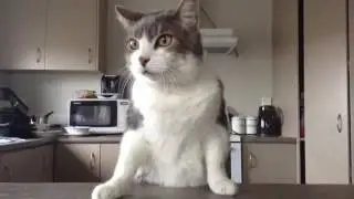 FeFe Videos #18 FURGIE IS ON MASTER CHEF