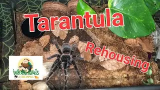 Tarantula Rehousing | Lasiodora parahybana | 