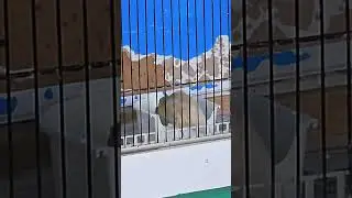 канарейки- первое в жизни купание птенцов