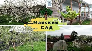 GARDEN Review 2021 / Our MAY Garden / FRUIT Garden in SIBERIA