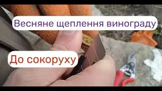 Весняне щеплення винограду до сокоруху методом  купулірування в березні