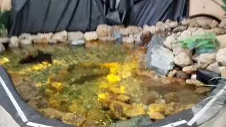 The Reptile Zoo Behind the Scenes Newly Expanded & Renovated