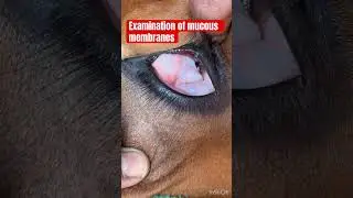 Examination of mucous membranes l dr Umar khan