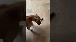 😂Ржу в голос!Какашка для мамы!Самая самая!Подарок от Ловы.