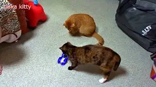 Котята и машинки:))) Смешное видео, видео прикол:)