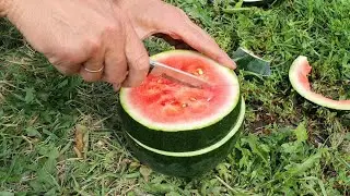 Первый рязанский арбуз 2020