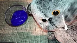 КОТ СДЕЛАЛ НОВОГО ЛИЗУНА!!!