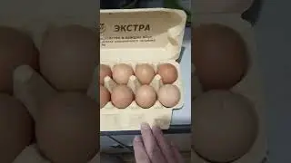 МАМА КУПИЛА КУРИНЫЕ ЯЙЦА