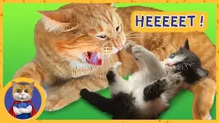 Слишком милый котенок. Все в шоке! Поражение мимими-шностью