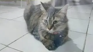 My cutie Molly