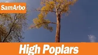 Работа на высоких тополях Самары #Арборист "SamArbo"