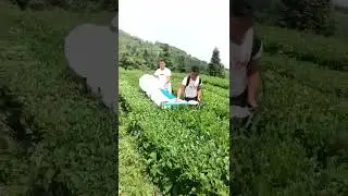 Tea Harvesting Machine