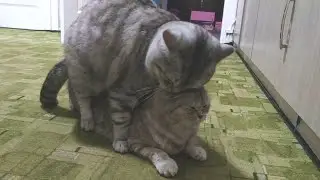 Romantic cats love 😻 Mating cats Scottish fold and Scottish straight Love cats Meowing