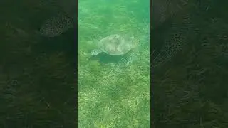 Turtle passes really close 