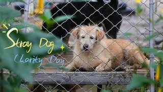 Stray Dog Charity Day