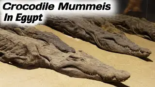 Amazing Mummies Found in Egypt/Egypt Main Mili Hearat Angez Mummy's