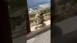 Monkeys in Gibraltar - Barbary Macaques