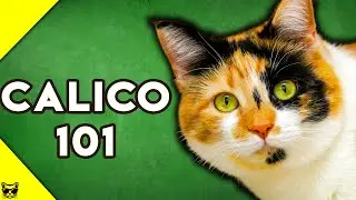 Calico Cats 101 - Everything You Need To Know About Calico Cats