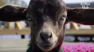 Stalker Goat Cries All Day A Second She's Left Unattended (Part 2) | Kritter Klub