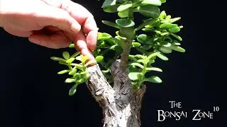 Working on My Baobab Style Jades, The Bonsai Zone, May 2023