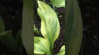 Хоста 'Foxfire Palm Sunday' #short #shorts #hosta #хоставербноевоскресенье