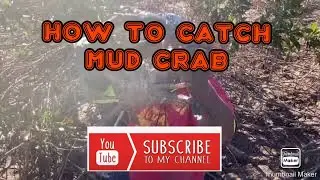 Mud Crabbing adventure in Australia(How to catch mud crab)