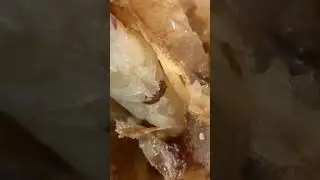 клещ варроа