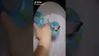 маленькие ёжики плавают в кругах 