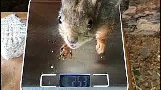 Сколько весит белка? 😍 #animals #shorts