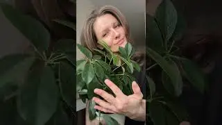 Самый пышный цветок моей оранжереи! Душ-обязательное условие для него