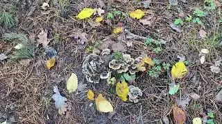 ИРПЕНЬ 🇺🇦   Пошли в лес и заблудись 🤣