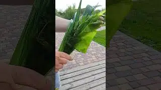 речной букетик