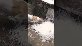 Скарбошукач