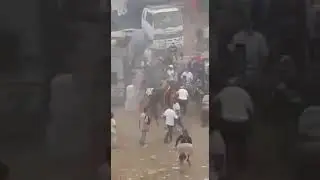 Pillage des moutons de l'aïd au Maroc
