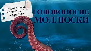 Головоногие моллюски: многорукие пришельцы | Познавательное видео | Удивительный мир беспозвоночных