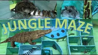 🐒Jungle Maze 🌿 With Traps For Hamster 🐹