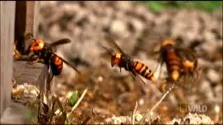 Giant hornets vs European honeybees | Nat   Geo Wild