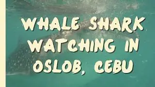 Whale Shark Watching At Oslob Cebu