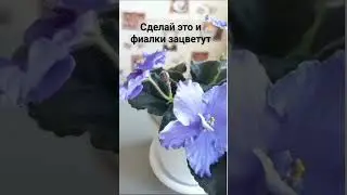 Фиалка не цветёт? Смотри полное видео... #фиалка #фиалкацветёт