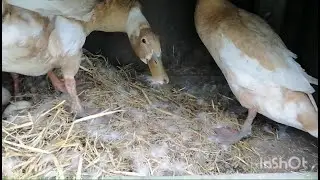 Утки садятся на гнездо. Часть 1. Семья арлекинов.