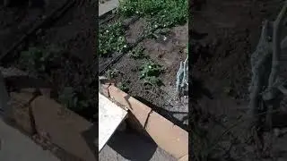 Капельный полив огорода за 280 гривен или за 800 рублей ！
