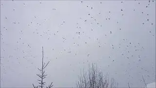 Свиристели прилетели