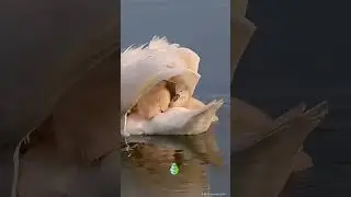 Mamá CISNE llevando a sus BEBÉS 🦢😍 #animales #cisne #amormaternal