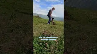 How to teach a dog the command COME