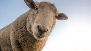 Sheep's history with humans