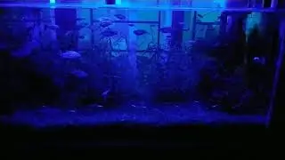 Cardinal and neon tetras illuminate under blue light