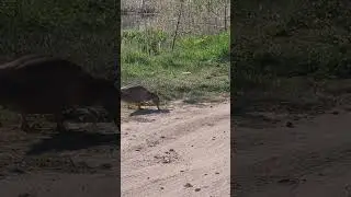 Акатово.